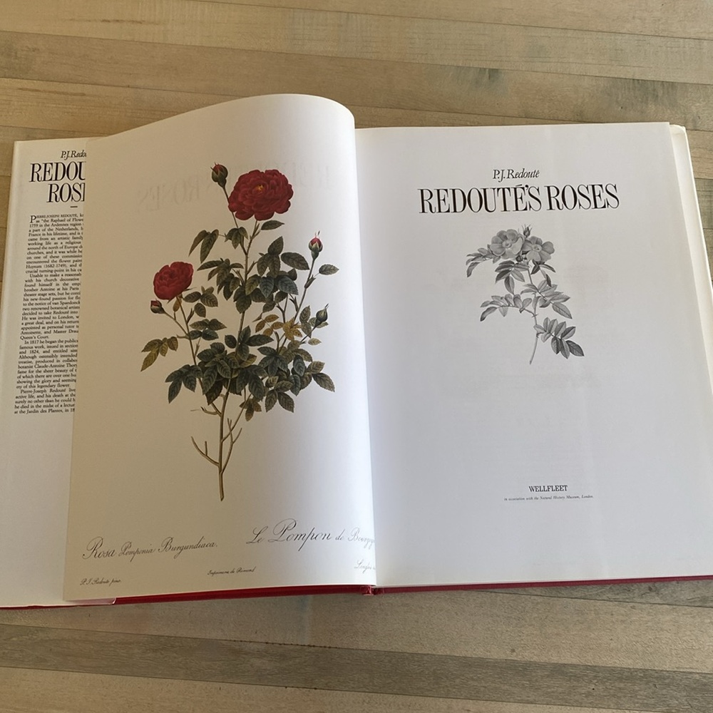 Redouté's Roses by P.J. Redouté - Picture 4 of 14